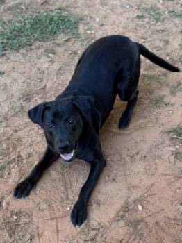 Rick -  Labrador Retriever Dog for Adoption - Rick | PetCurious