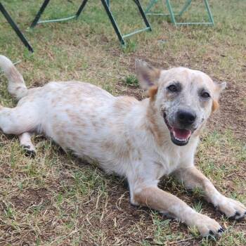 IVY BATMAN -  Dachshund and Cattle Dog Dog for Adoption in Lawton, Oklahoma - IVY BATMAN | PetCurious