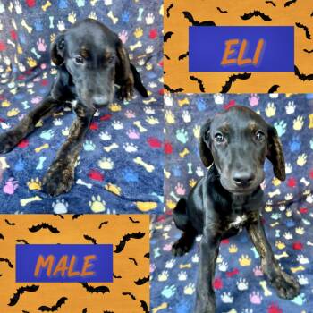 Eli -  Labrador Retriever Dog for Adoption in Manchester, Connecticut - Eli | PetCurious