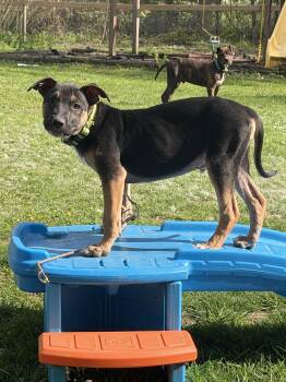 German Shepherd Dog Dogs Available for Adoption - Link | PetCurious