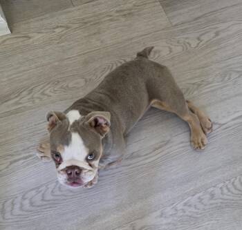Chubby -  English Bulldog Dog for Adoption in Severance, Colorado - Chubby | PetCurious