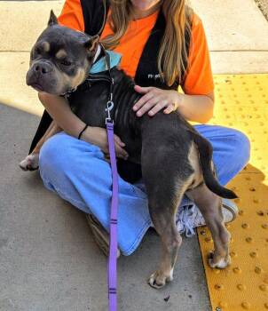 Chulo $450 -  Pit Bull Terrier Dog for Adoption in West Milwaukee, Wisconsin - Chulo $450 | PetCurious