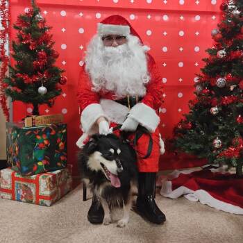 stella -  Australian Shepherd Dog for Adoption in Kittanning, Pennsylvania - Stella | PetCurious