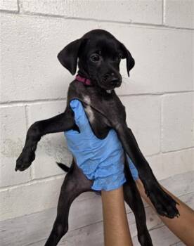 OLIVIA -  Labrador Retriever and Mixed Breed Dog for Adoption in San Bernardino, California - OLIVIA | PetCurious