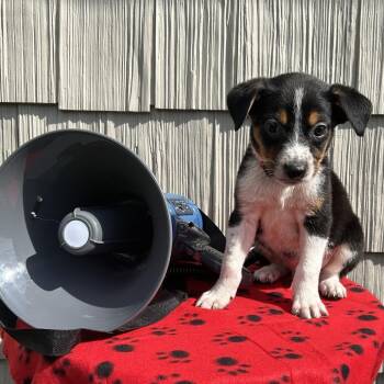 Siren -  Australian Shepherd and Mixed Breed Dog for Adoption in Cincinnati, Ohio - Siren | PetCurious