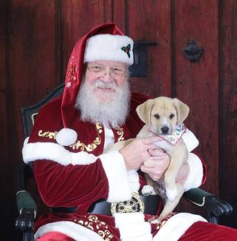 Rescue Labrador Retriever and Shepherd Dogs for Adoption - Owen | PetCurious