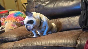 Fledermaus -  French Bulldog Dog for Adoption in Millcreek, Utah - Fledermaus | PetCurious