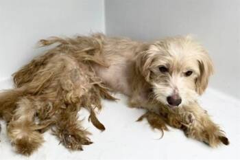 A658822 -  Labrador Retriever Dog for Adoption in Houston, Texas - A658822 | PetCurious