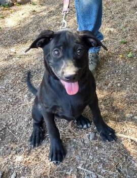 Rescue Black Labrador Retriever Dogs for Adoption in Golden Valley, Arizona - Ukiah | PetCurious