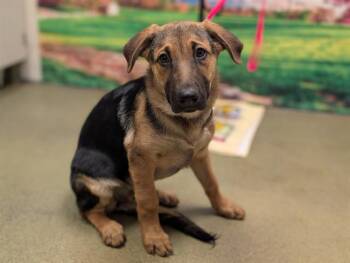 German Shepherd Dog and Mixed Breed Dogs Available for Adoption in Moreno Valley, California - LAILA | PetCurious