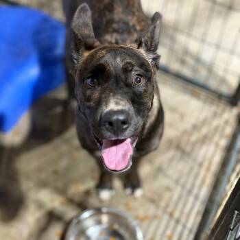 Dutch Shepherd Dogs Available for Adoption - Atrax | PetCurious