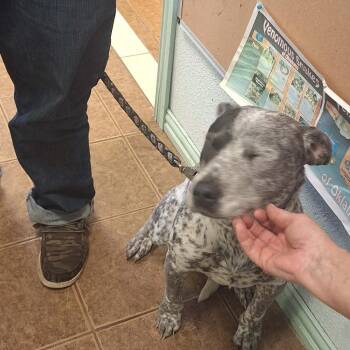 Australian Cattle Dog Blue Heeler Dogs Available for Adoption in Madill, Oklahoma - Diesel | PetCurious