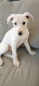 Mixed Breed Dogs Available for Adoption in Kenosha, Wisconsin - Steve | PetCurious