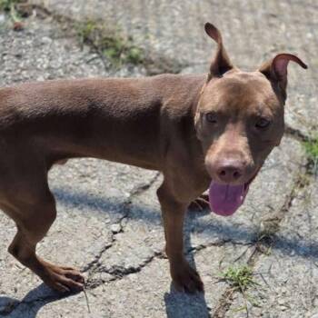 Mixed Breed Dogs Available for Adoption in Rocky Mount, Virginia - Zaxby | PetCurious