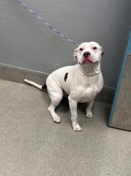 AWA -  Pit Bull Terrier Dog for Adoption in Las Vegas, Nevada - AWA | PetCurious