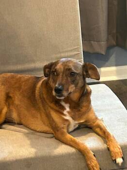Linus -  Mixed Breed Dog for Adoption in Little Rock, Arkansas - Linus | PetCurious