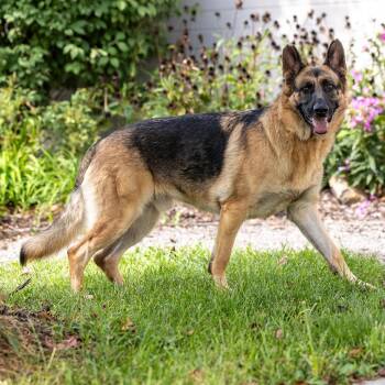 Banner -  German Shepherd Dog and Belgian Shepherd Malinois Dog for Adoption in Council Bluffs, Iowa - Banner | PetCurious