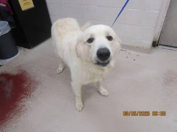 Coco(801) -  Great Pyrenees Dog for Adoption in Marietta, Georgia - Coco(801) | PetCurious