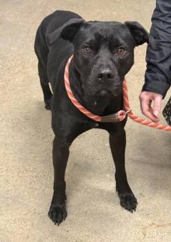 Labrador Retriever Dogs Available for Adoption in Cleveland, Ohio - Pitcher | PetCurious