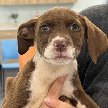 Porchini (Woods Litter) -  German Shorthaired Pointer and Mountain Cur Dog for Adoption in Holly Springs, North Carolina - Porchini (Woods Litter) | PetCurious
