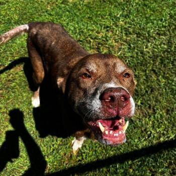 Tanner (Adoption Fee Sponsored) *AVAILABLE IN FOSTER* -  Mixed Breed Dog for Adoption in Columbiana, Alabama - Tanner (Adoption Fee Sponsored) *AVAILABLE IN FOSTER* | PetCurious