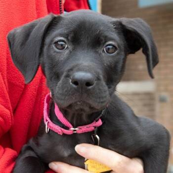 LANA -  Labrador Retriever and Mixed Breed Dog for Adoption in St. Louis, Missouri - LANA | PetCurious