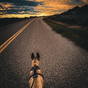 Belgian Shepherd Malinois and Mixed Breed Dogs Available for Adoption in Denver, Colorado - Gracie | PetCurious
