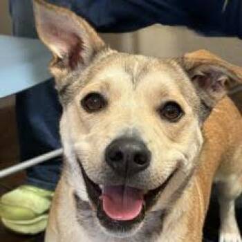 Kea--Adoptable with Bonded Companion, Kona -  Mixed Breed Dog for Adoption in Green Valley, Arizona - Kea--Adoptable With Bonded Companion, Kona | PetCurious