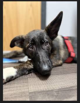 Isla -  German Shepherd Dog and Belgian Shepherd Malinois Dog for Adoption in Cincinnati, Ohio - Isla | PetCurious