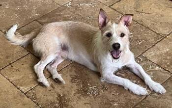 Rescue Terrier and Mixed Breed Dogs for Adoption in The Woodlands, Texas - Rowan | PetCurious