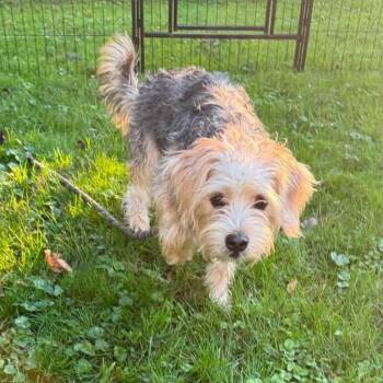 Dior -  Yorkshire Terrier and Mixed Breed Dog for Adoption in New York, New York - Dior | PetCurious