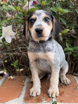 Beagle and Australian Cattle Dog Blue Heeler Dogs Available for Adoption - Hank | PetCurious