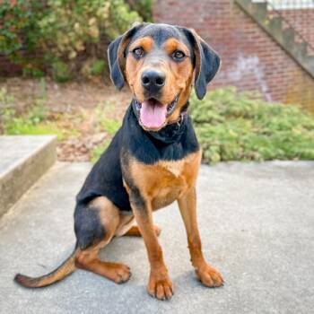 Hound and Mixed Breed Dogs Available for Adoption in Rocky Mount, Virginia - Moon Pie | PetCurious