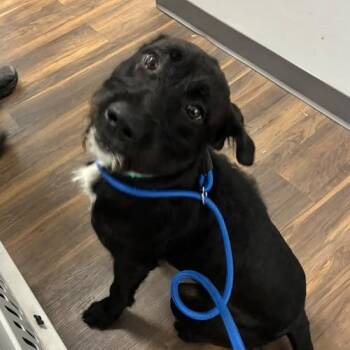 Rescue Mixed Breed Dogs for Adoption in Jeffersonville, Indiana - Froo Froo | PetCurious