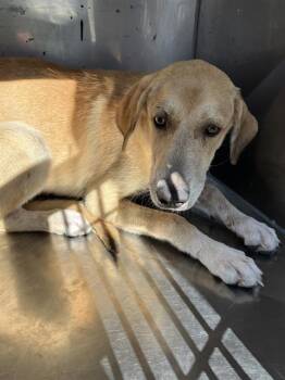 SPIKE -  Mixed Breed Dog for Adoption in Dallas, Texas - SPIKE | PetCurious