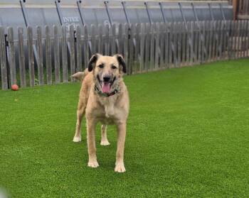 Shepherd Dogs Available for Adoption in Pflugerville, Texas - Reba | PetCurious