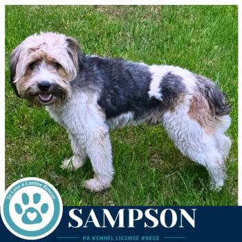 Terrier and Mixed Breed Dogs Available for Adoption in Kimberton, Pennsylvania - Sampson (Dad To Smarty Pants Pups) 050926 | PetCurious
