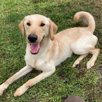 Boots -  Yellow Labrador Retriever and Golden Retriever Dog for Adoption in Benton Harbor, Michigan - Boots | PetCurious