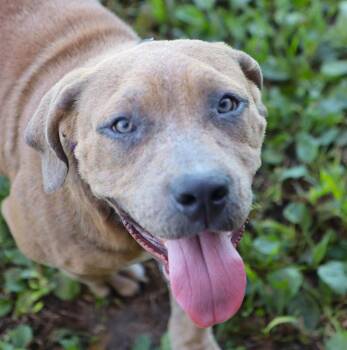 Abby (AO37834) -  American Bulldog Dog for Adoption in Kansas City, Kansas - Abby (AO37834) | PetCurious