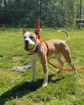 BRUCE -  Pit Bull Terrier Dog for Adoption in Derwood, Maryland - BRUCE | PetCurious