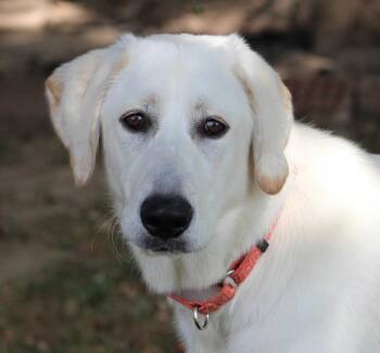 Looney Tunes : Penelope -  Great Pyrenees Dog for Adoption in Aurora, Indiana - Looney Tunes : Penelope | PetCurious