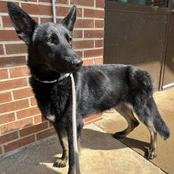 Slim Shady -  German Shepherd Dog Dog for Adoption in Lyndhurst, Virginia - Slim Shady | PetCurious