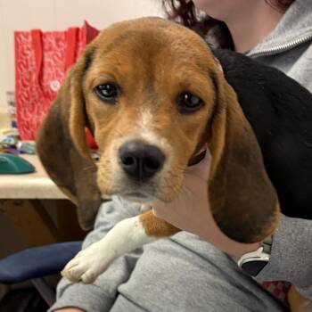 Honey -  Beagle Dog for Adoption in Columbia, Missouri - Honey | PetCurious