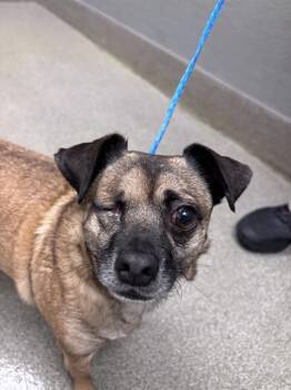 POPEYE -  Chihuahua and Pug Dog for Adoption in Las Vegas, Nevada - POPEYE | PetCurious