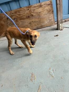 Belgian Shepherd Malinois and Mixed Breed Dogs Available for Adoption in Doral, Florida - JIMMY | PetCurious