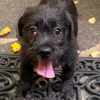Fig -  Mixed Breed Dog for Adoption in Durham, North Carolina - Fig | PetCurious