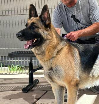 Penelope -  German Shepherd Dog Dog for Adoption in Lafayette, California - Penelope | PetCurious