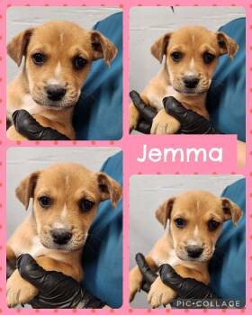 Labrador Retriever and Boxer Dogs Available for Adoption in Ringwood, New Jersey - Jemma | PetCurious