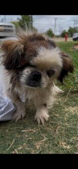Earl - hospice - WA -  Pekingese Dog for Adoption in Bryan, Texas - Earl - Hospice - WA | PetCurious
