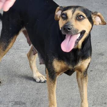 Rescue Terrier Dogs for Adoption in San Antonio, Texas - Minnie | PetCurious